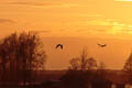 Flygande tranor i solnedgången